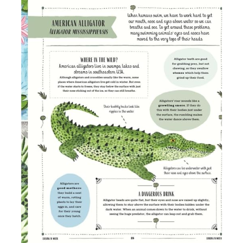 Educational page about American alligators with text and illustrations.